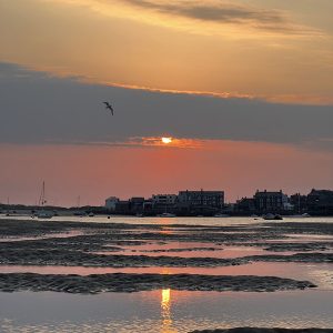 Gull Flies Home II
